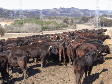 浪江農場の牛たちの背後には、高圧線が山を越えて連なっている