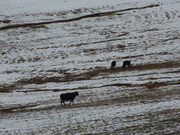 生き延びている牛の餌が冬には乏しくなる